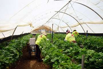 El vicepresidente del Gobierno de Canarias visita el municipio de Valsequillo/Acfi Press.